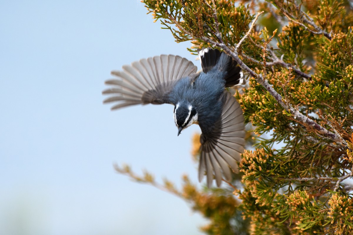 Red-breasted Nuthatch - ML578448641