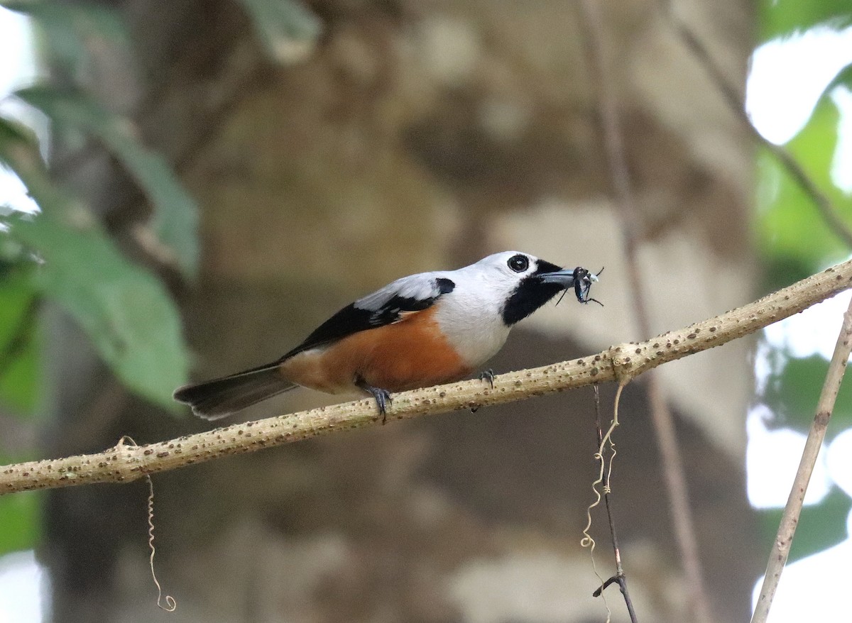 Black-winged Monarch - Wayne Paes