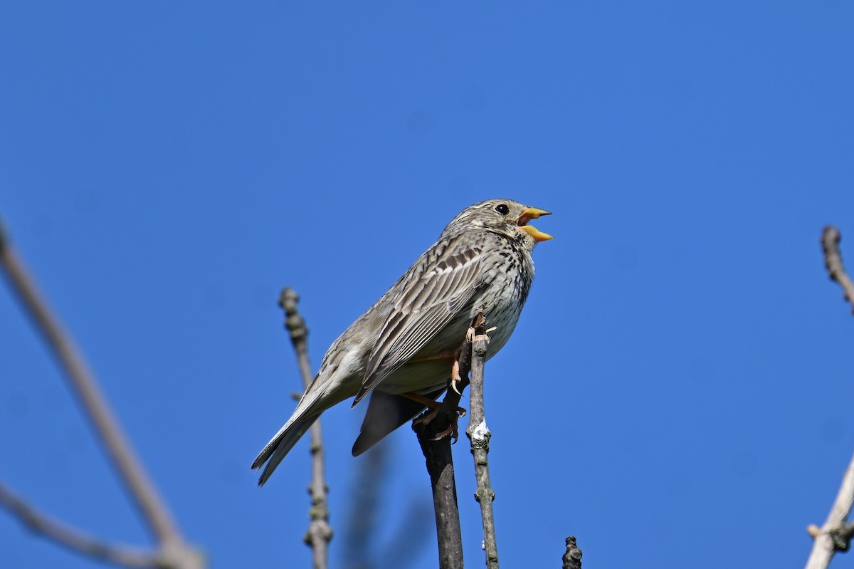 Corn Bunting - ML578449331