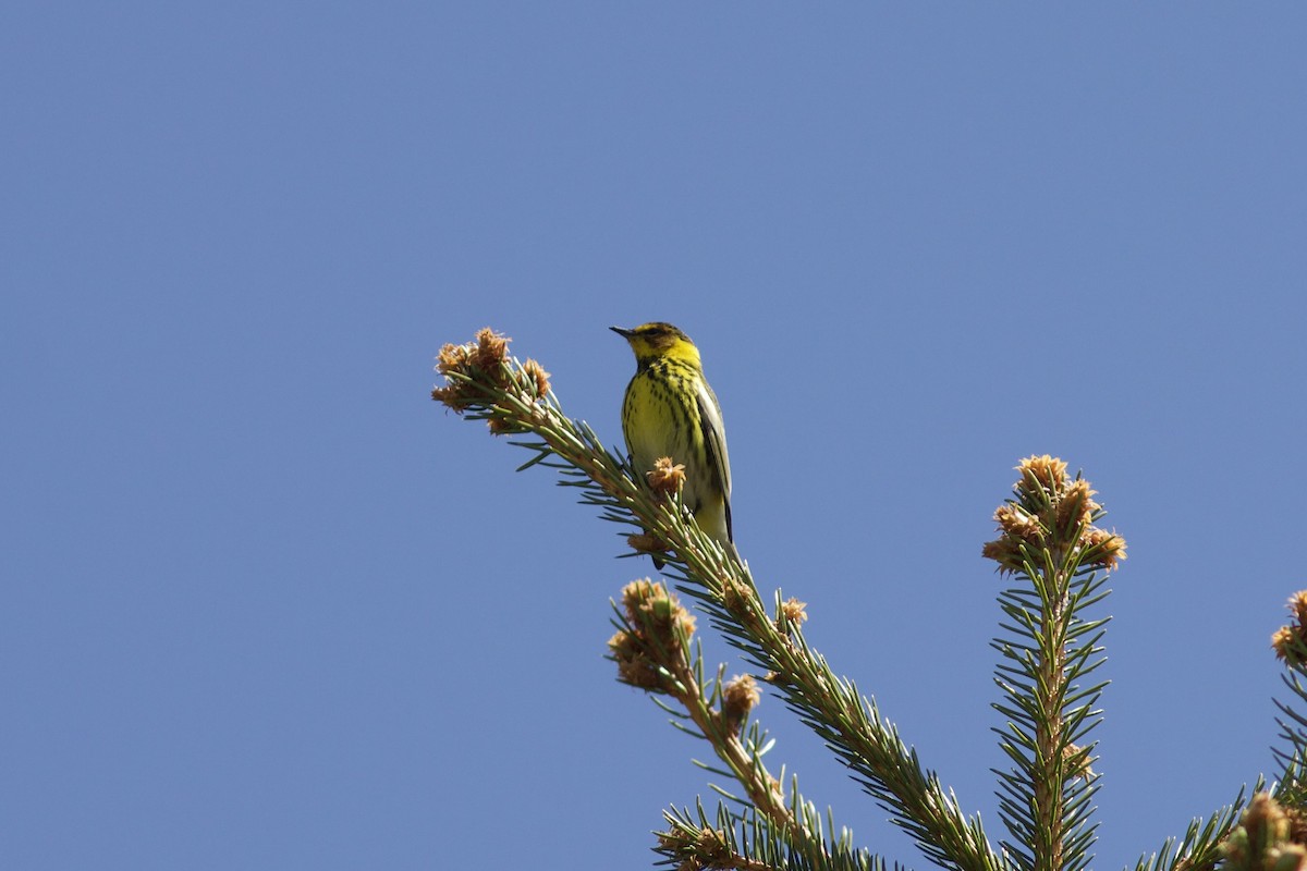 Cape May Warbler - ML578451541