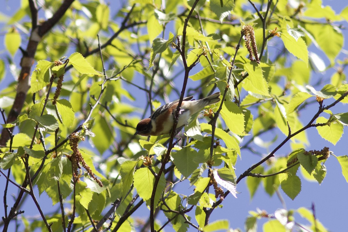 Bay-breasted Warbler - ML578451651