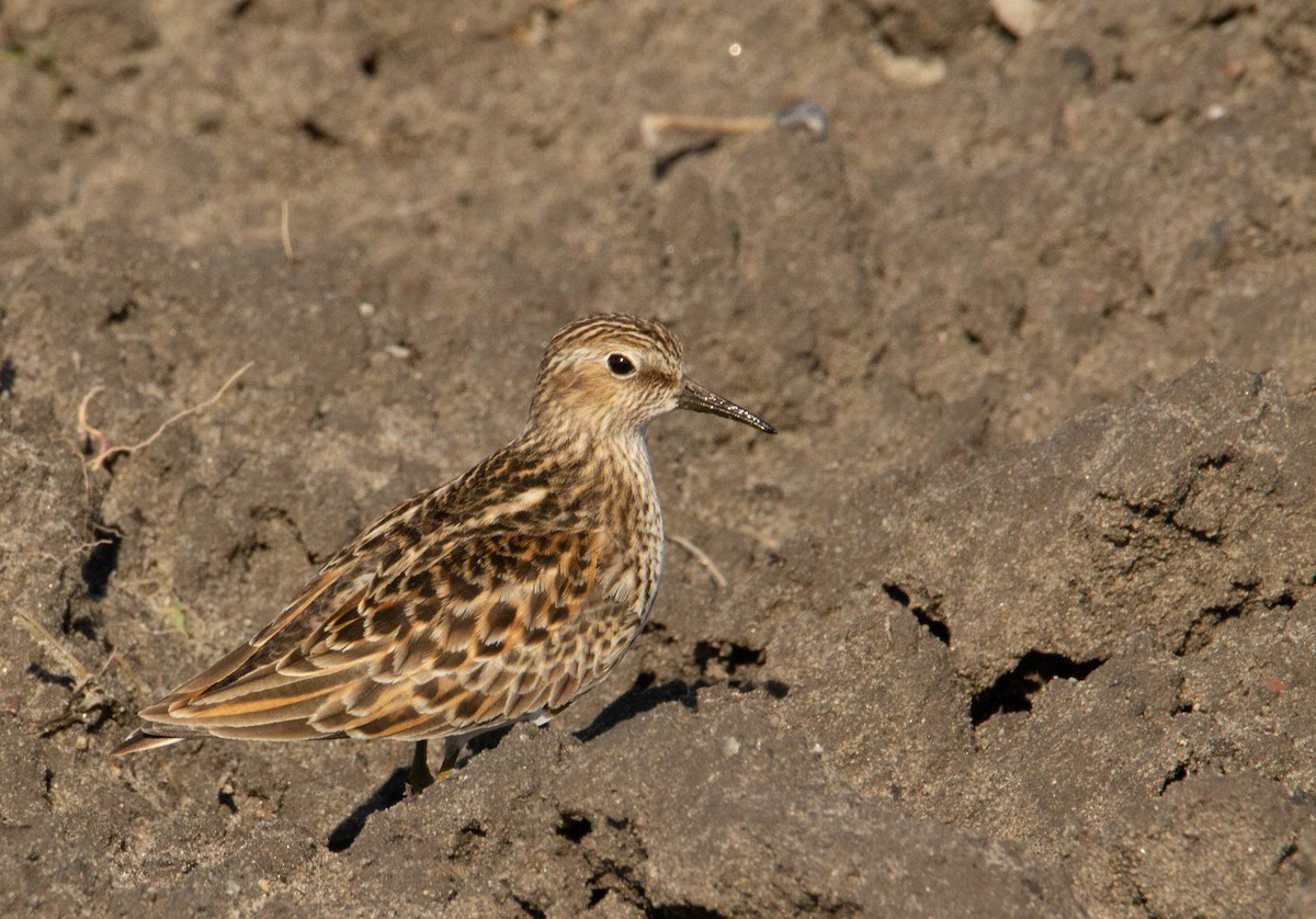 pygmésnipe - ML578452251