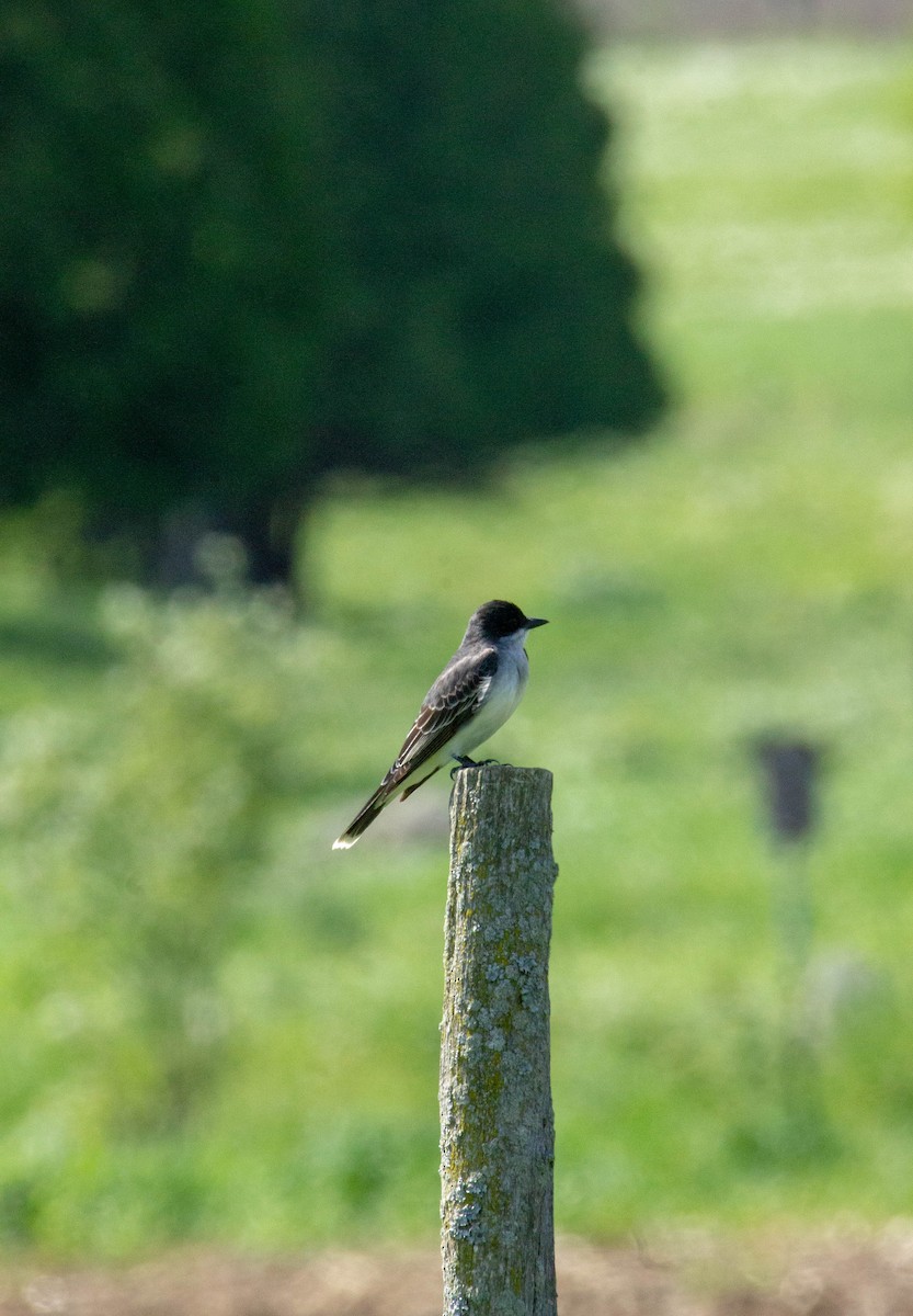 Eastern Kingbird - ML578452311