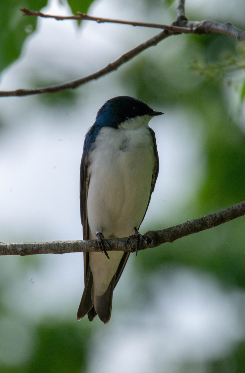 Tree Swallow - ML578452491