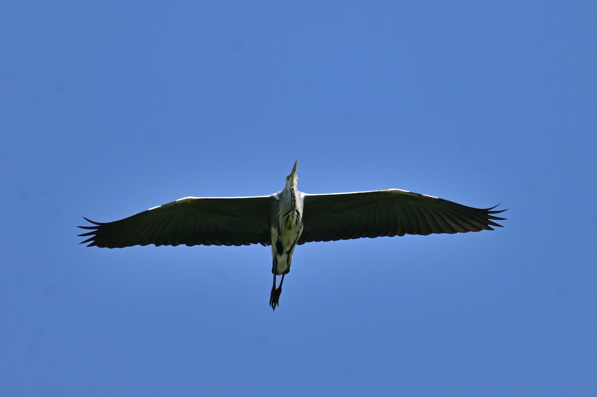 Gray Heron - Mathias Haffner