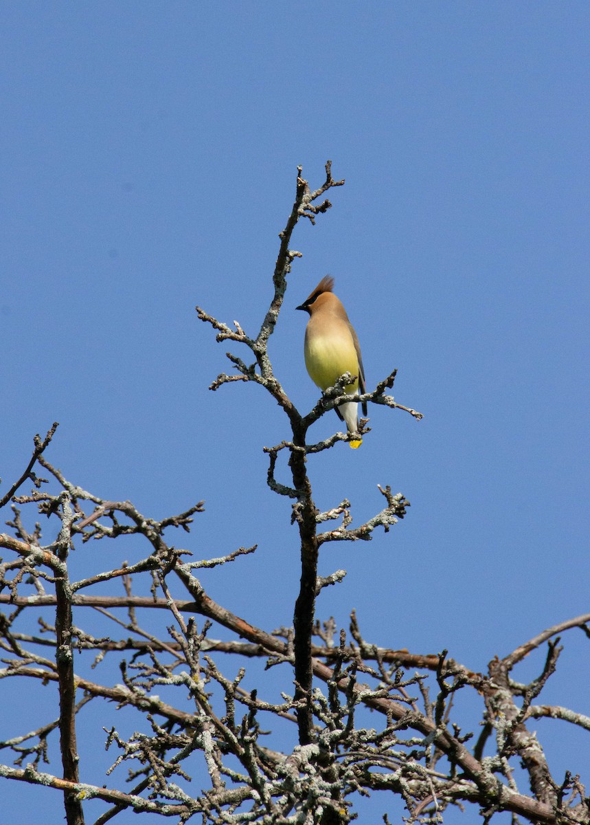 Cedar Waxwing - ML578452771