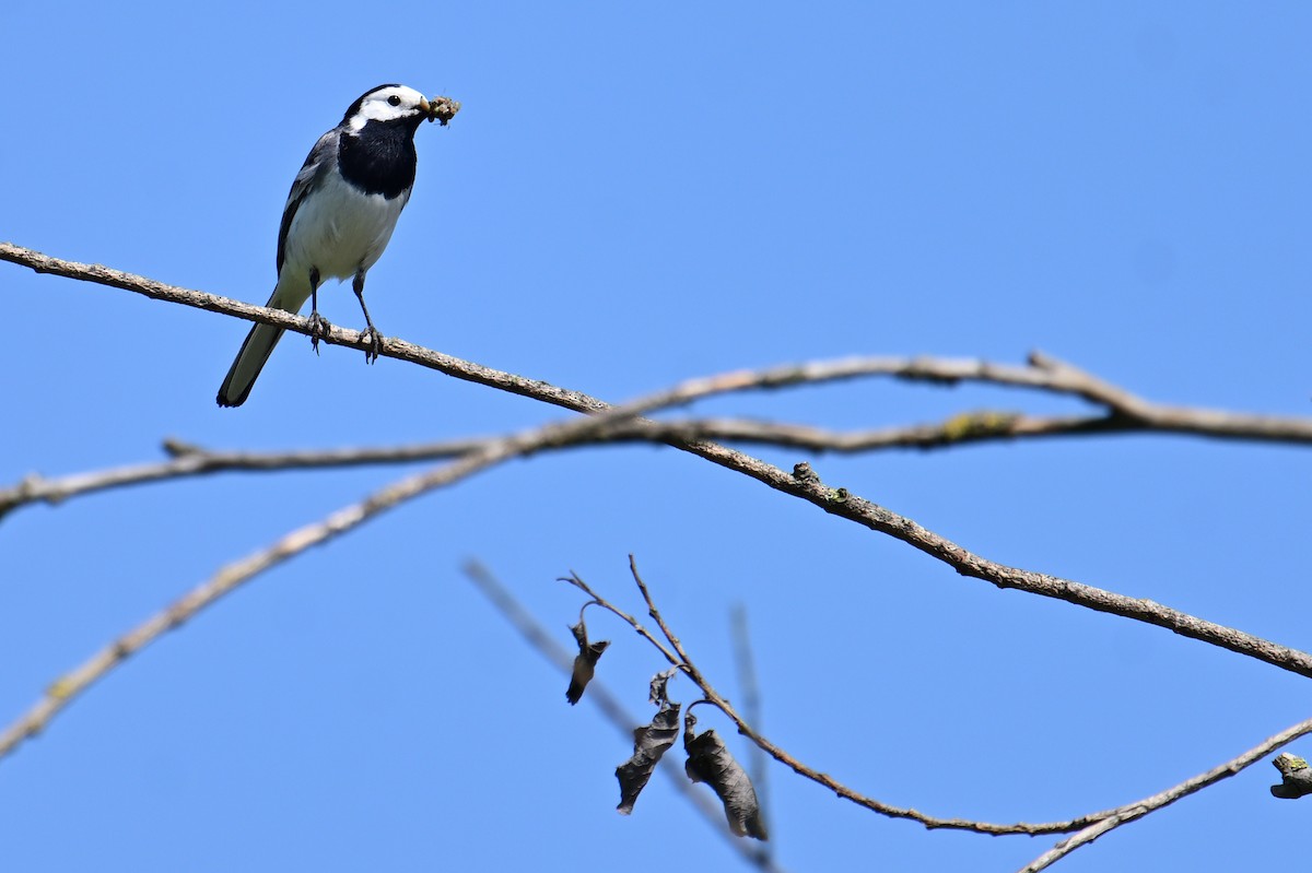 White Wagtail - ML578452861