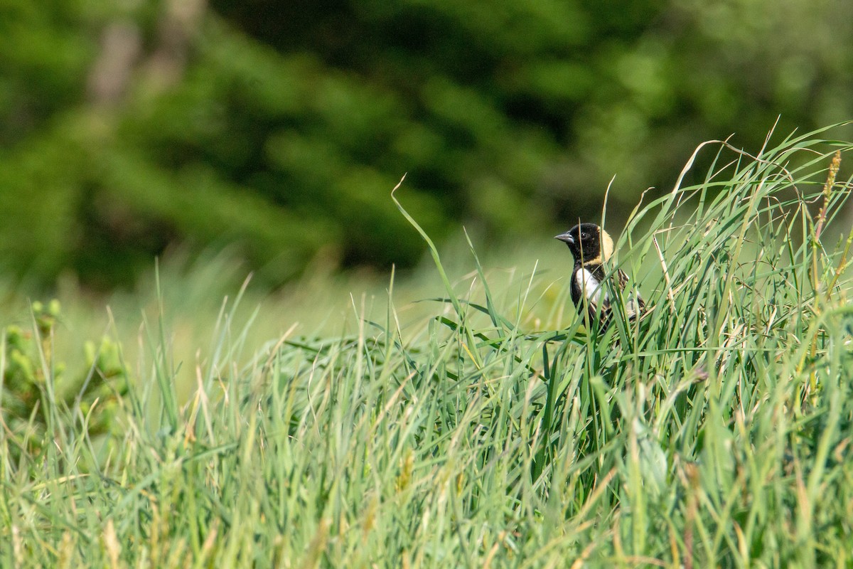 bobolink americký - ML578452931