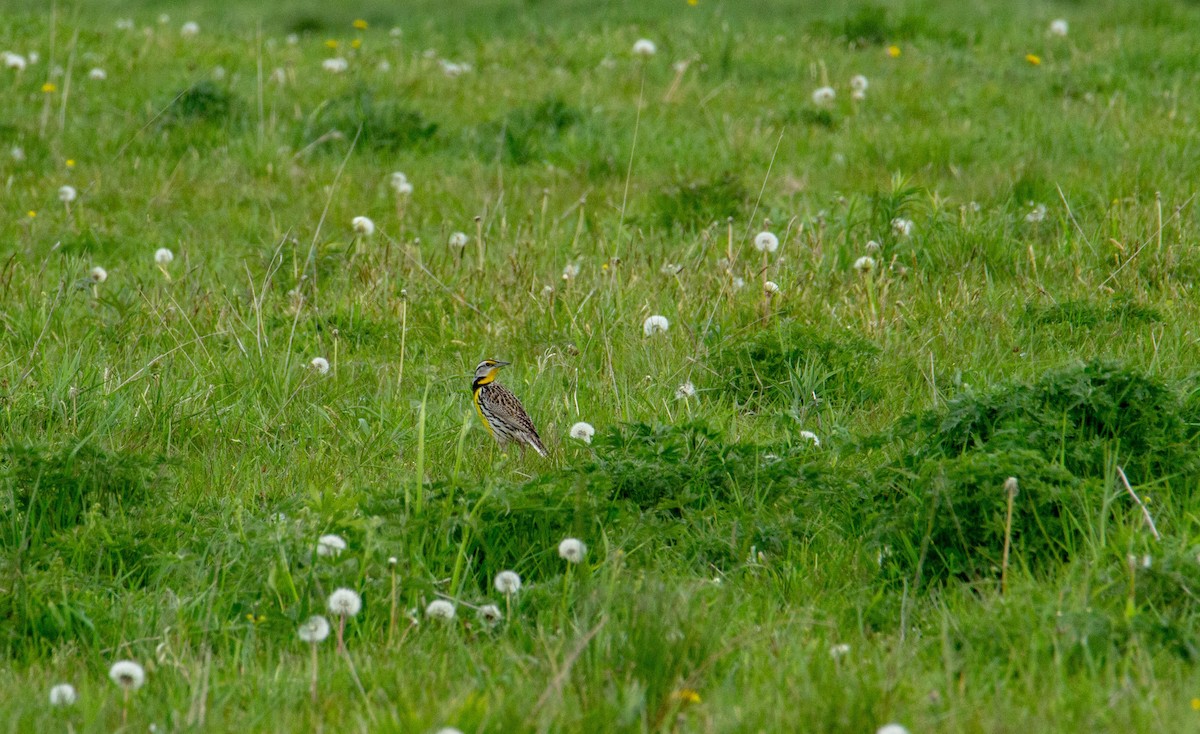 Eastern Meadowlark - Justine Le Vaillant