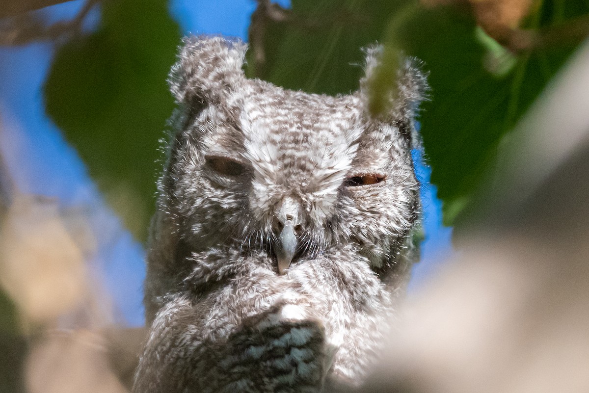 Western Screech-Owl - ML578453001