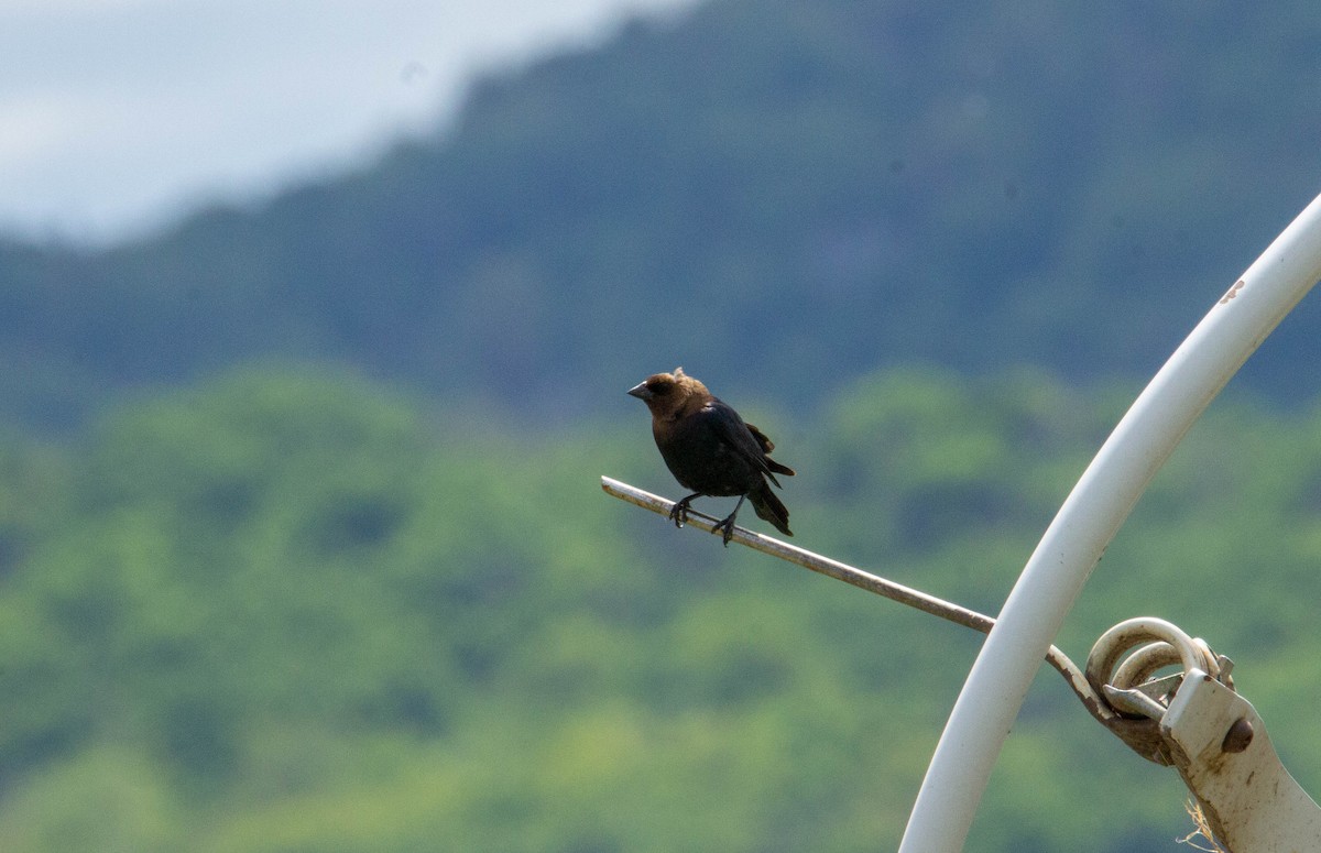 Brown-headed Cowbird - ML578453041