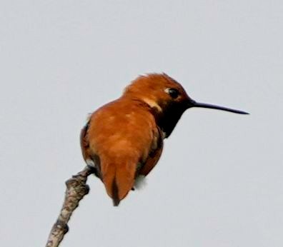 Rufous Hummingbird - ML578453111