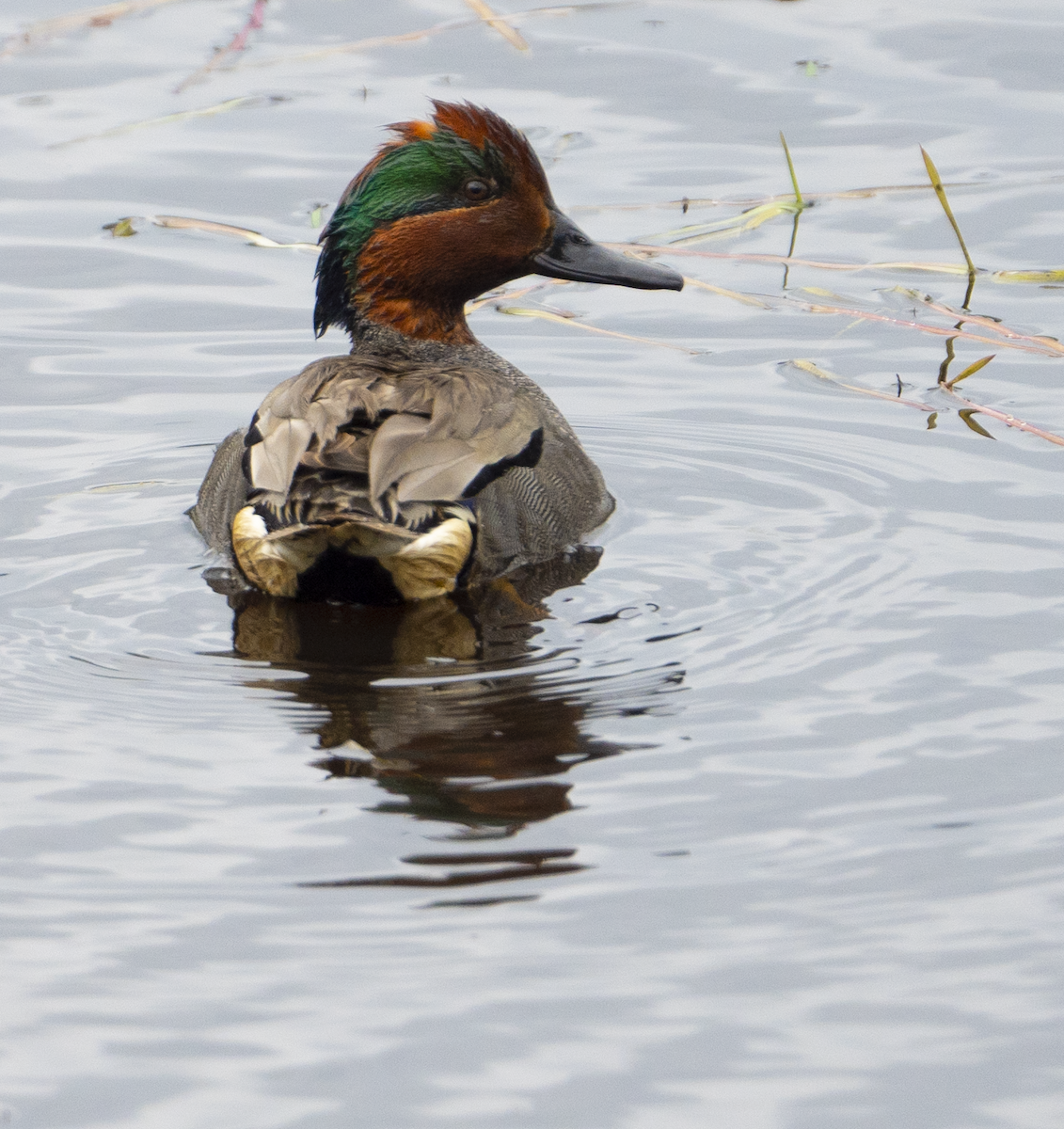 Green-winged Teal - Justin Cottrell