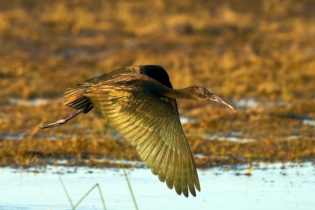 Glossy Ibis - ML578454521