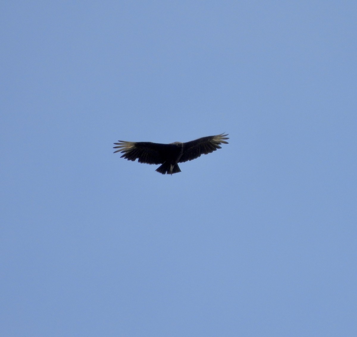 Black Vulture - ML578455121