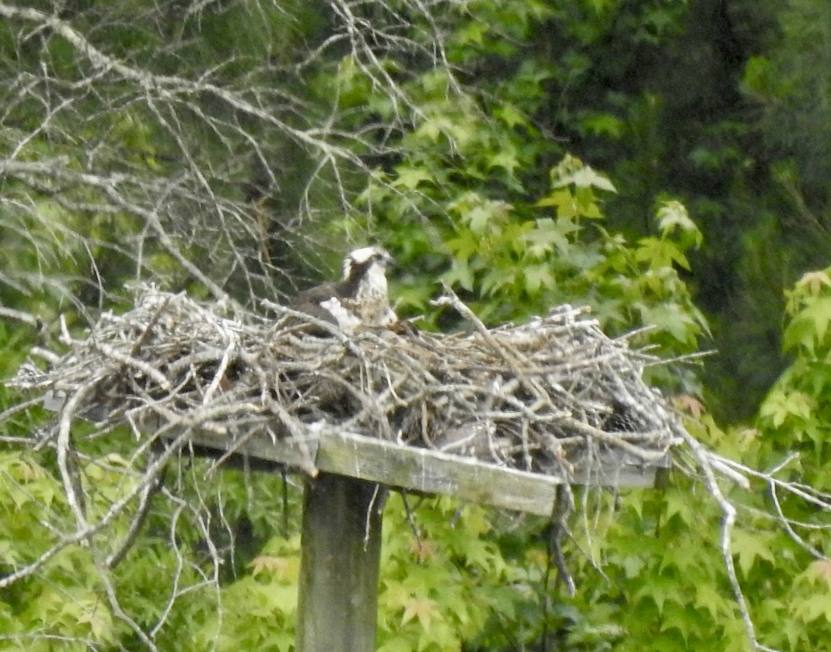 Osprey - ML578455241
