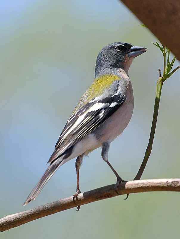 Common/African Chaffinch - ML578455431