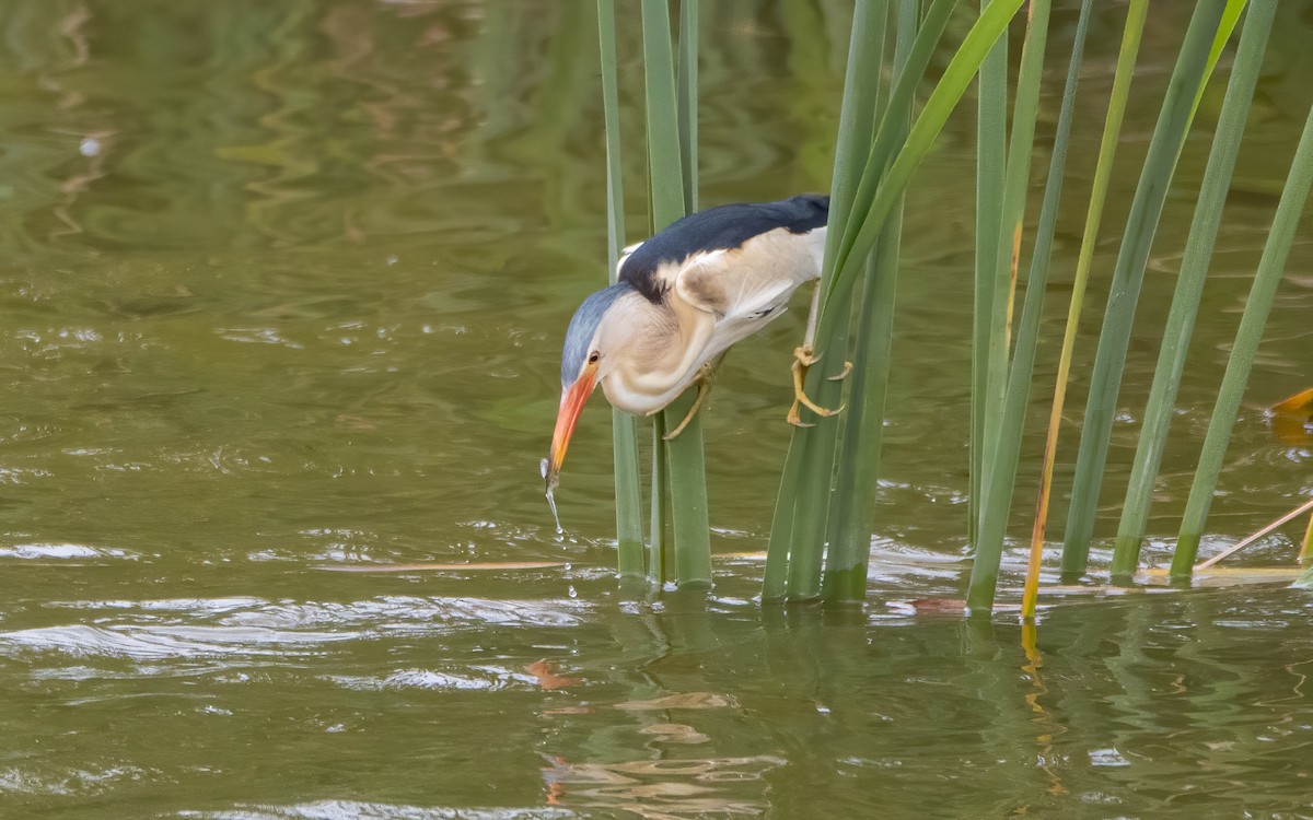 Little Bittern - ML578455541