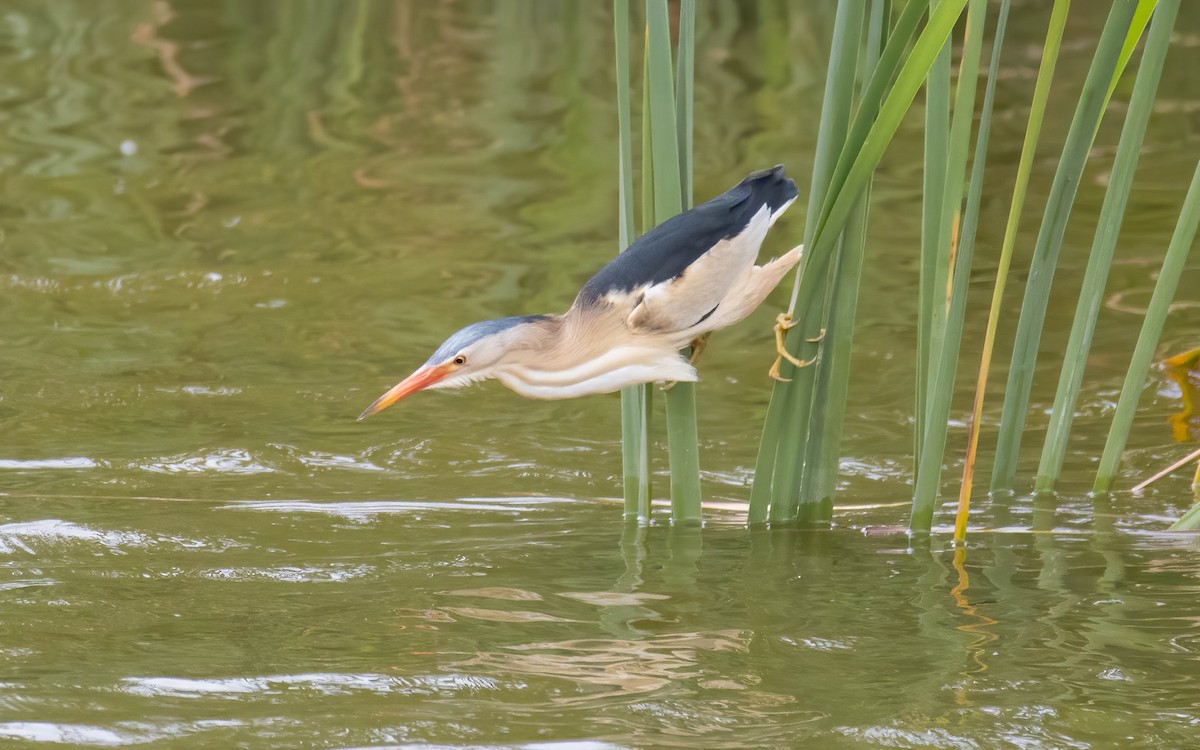 Little Bittern - ML578455611