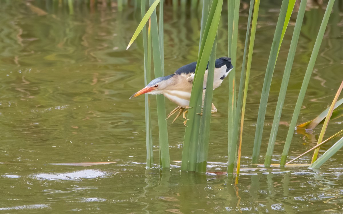 Little Bittern - ML578455621