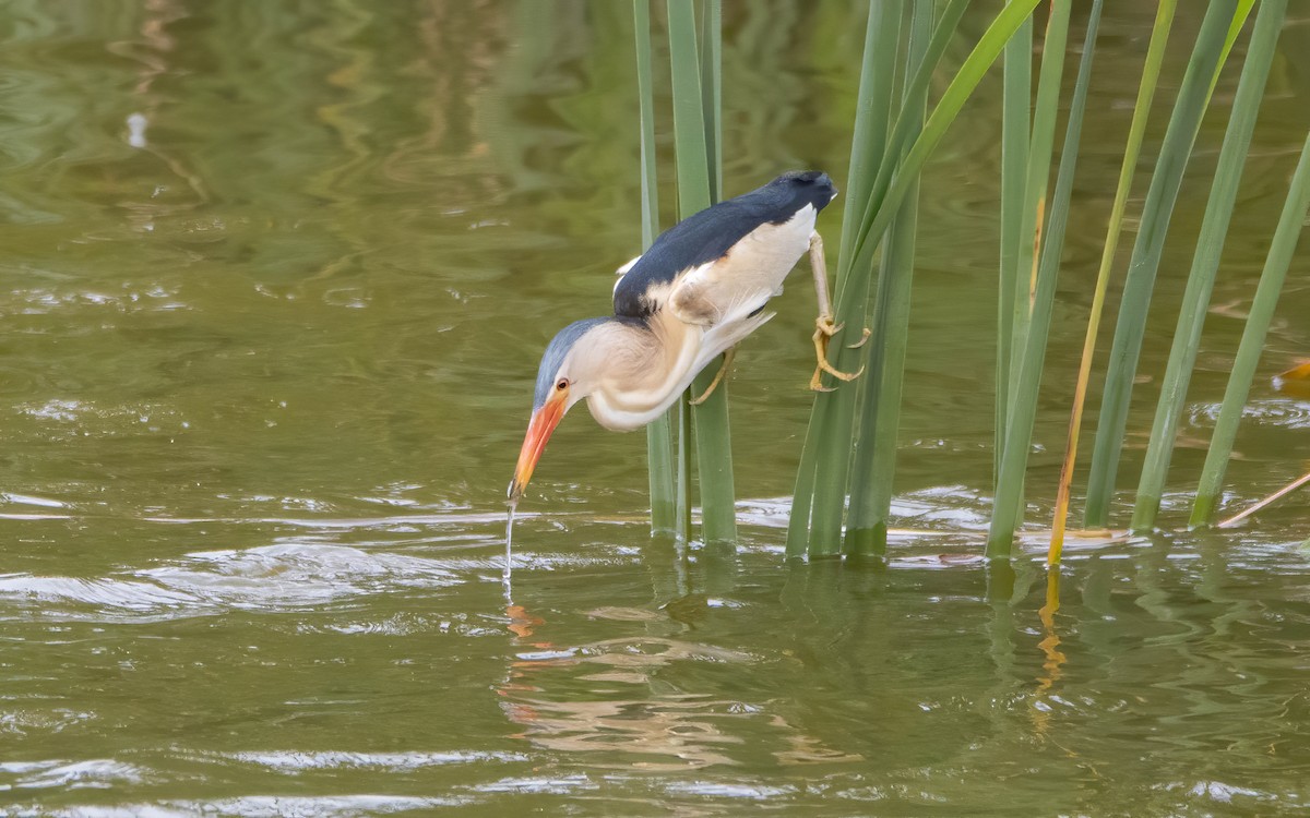 Little Bittern - ML578455631