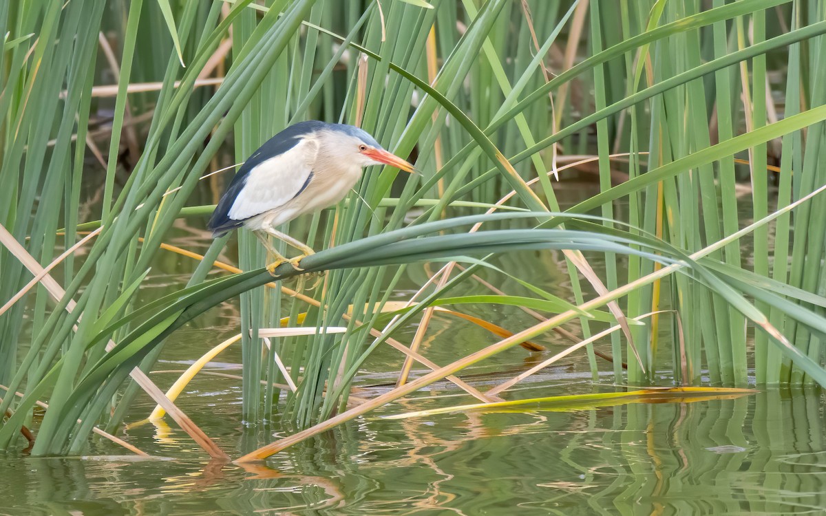 Little Bittern - ML578455641