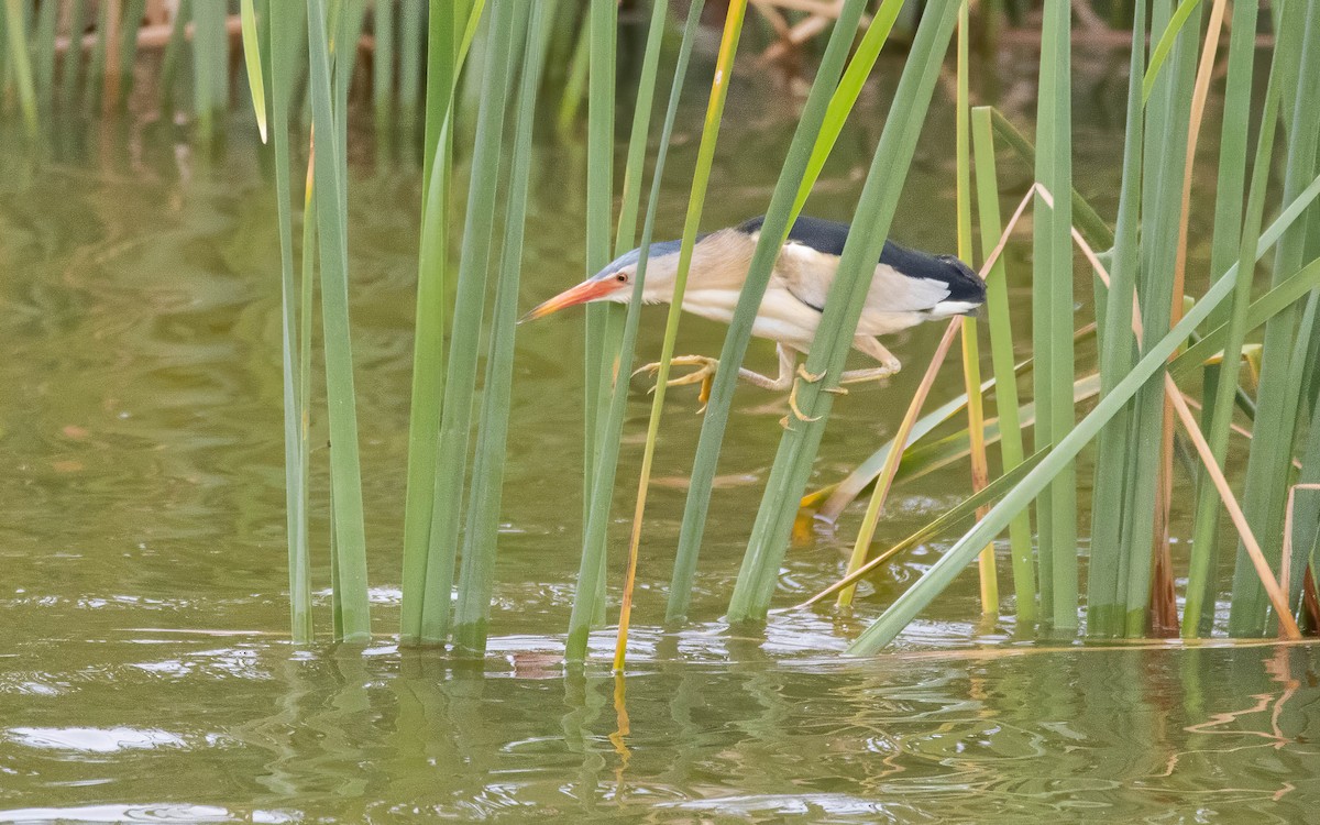 Little Bittern - ML578455681