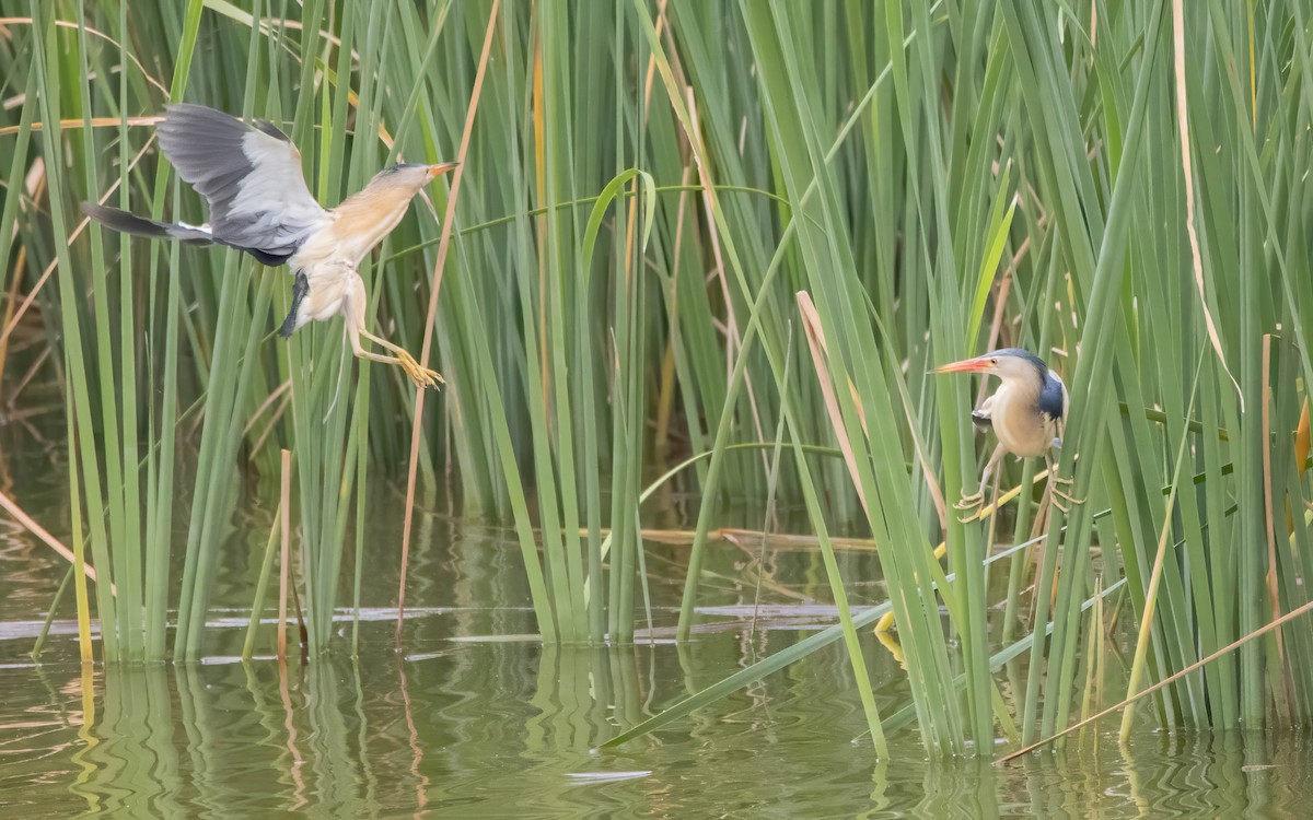 Little Bittern - Andrés  Rojas Sánchez