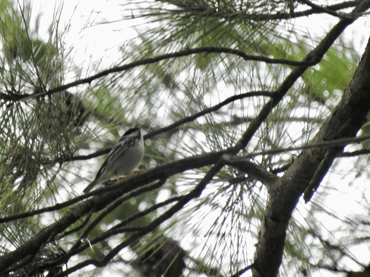 Blackpoll Warbler - ML578455711