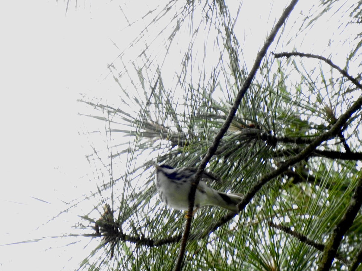 Blackpoll Warbler - ML578455721