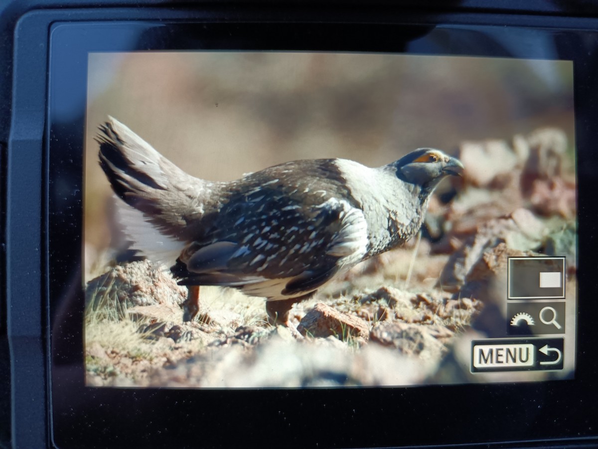 Altai Snowcock - ML578455781