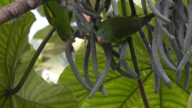 White-winged Parakeet - ML578456311