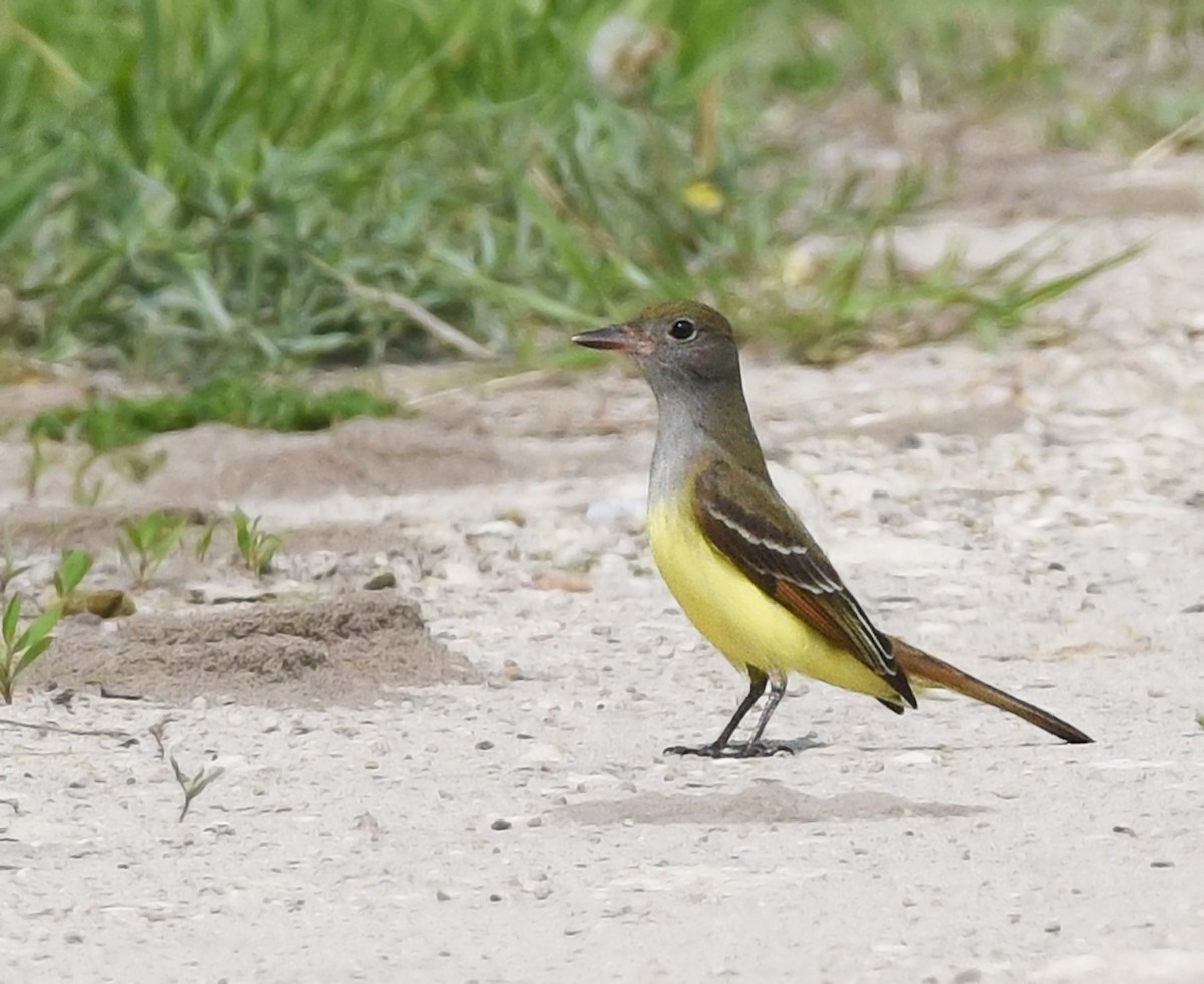 Great Crested Flycatcher - ML578456331