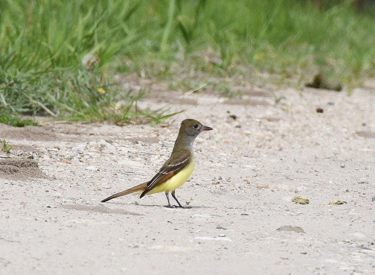 Great Crested Flycatcher - ML578456341