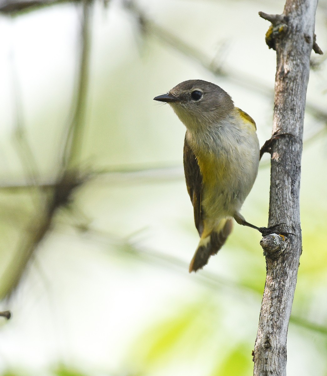 American Redstart - ML578456401