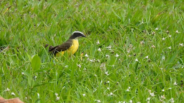 Rusty-margined Flycatcher - ML578456531