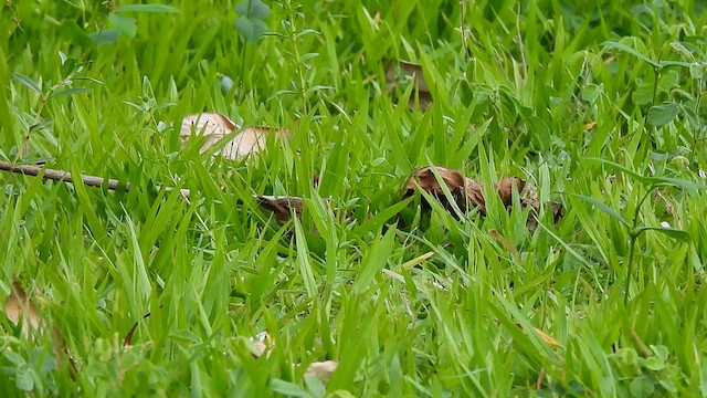 House Wren (Southern) - ML578456761