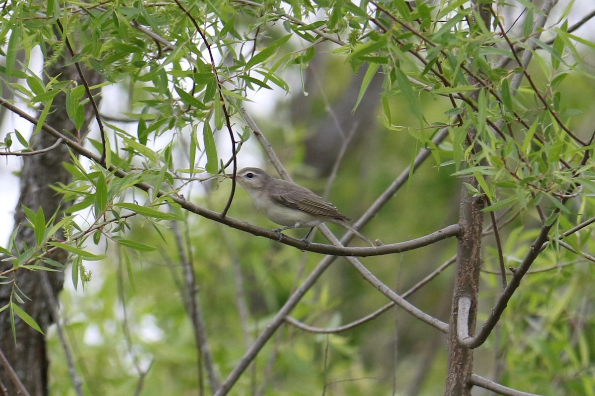 Warbling Vireo - ML578457821