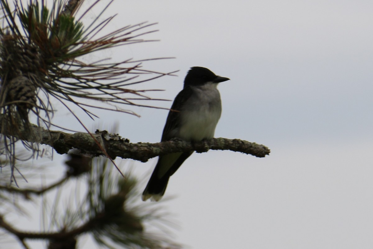 Eastern Kingbird - ML578457871