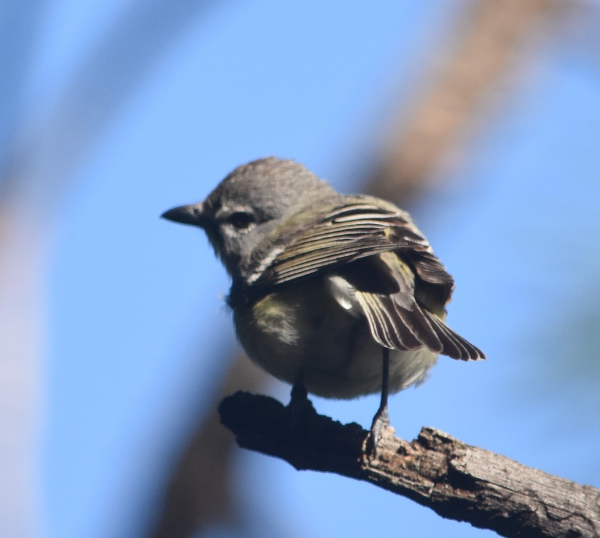 Cassin's/Plumbeous Vireo - Rob Cassady