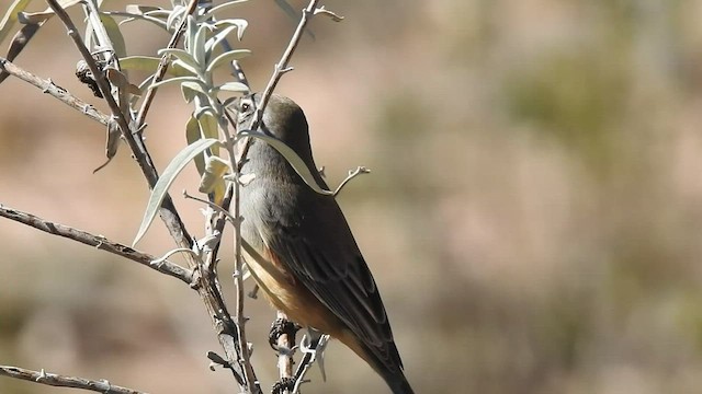 Rufous-sided Warbling Finch - ML578458381