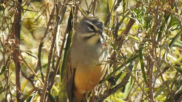 Rufous-sided Warbling Finch - ML578458391