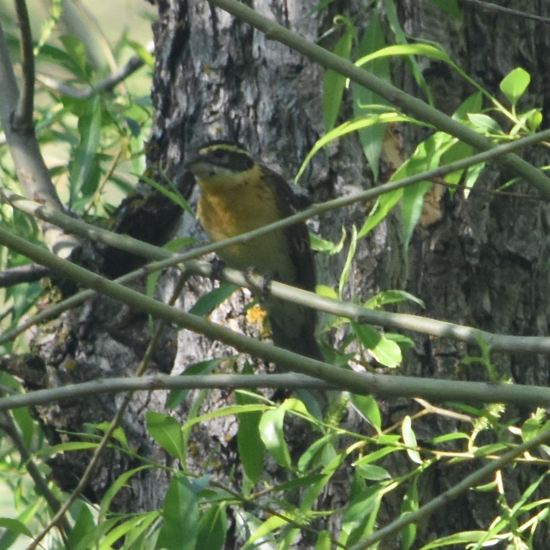 Black-headed Grosbeak - Rob Cassady