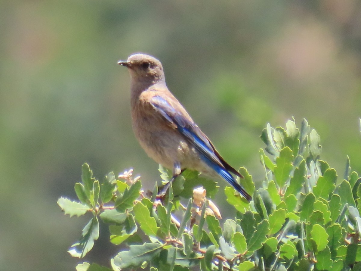 Western Bluebird - Gayle Dangers-Meusel