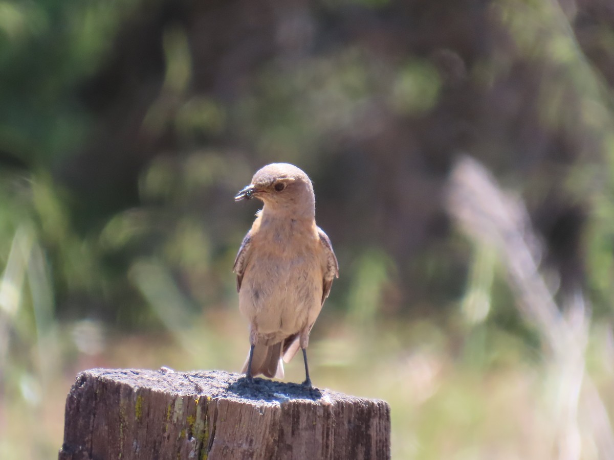 Western Bluebird - Gayle Dangers-Meusel