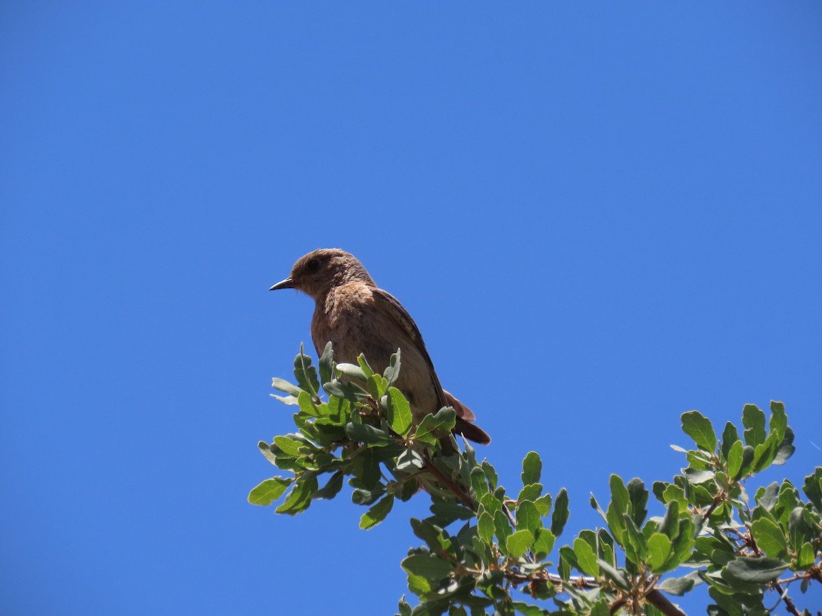 Western Bluebird - Gayle Dangers-Meusel