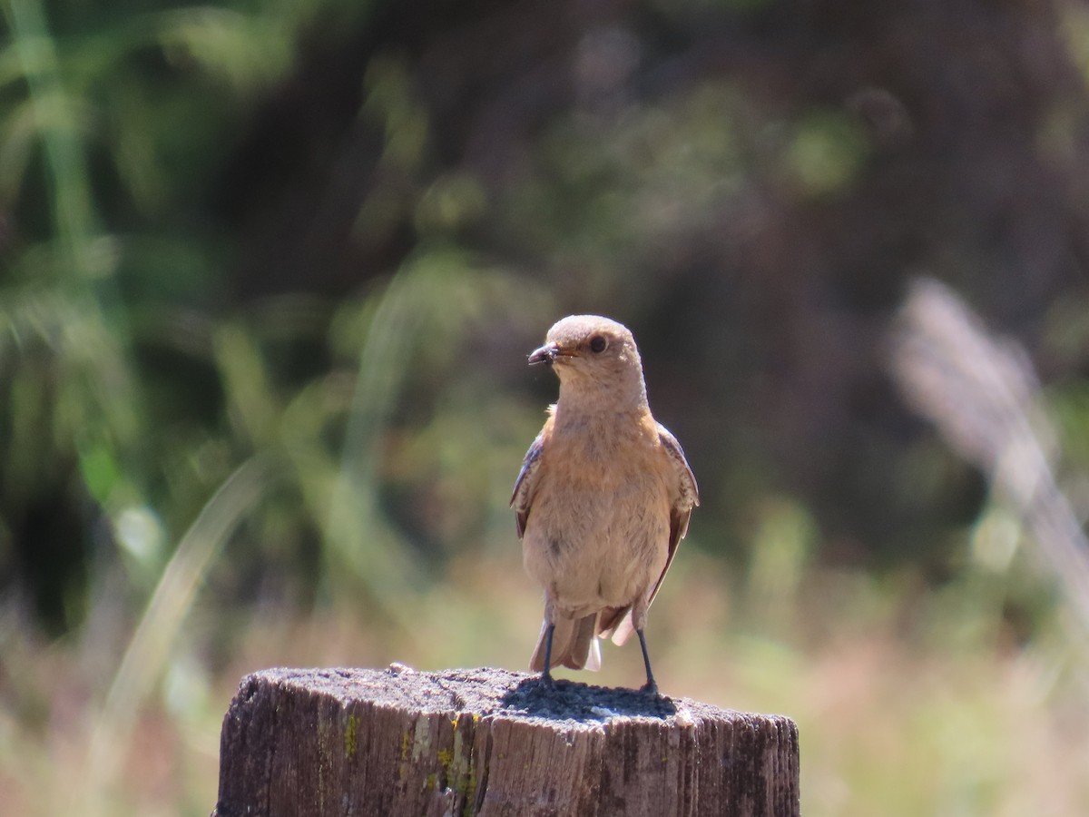 Western Bluebird - Gayle Dangers-Meusel