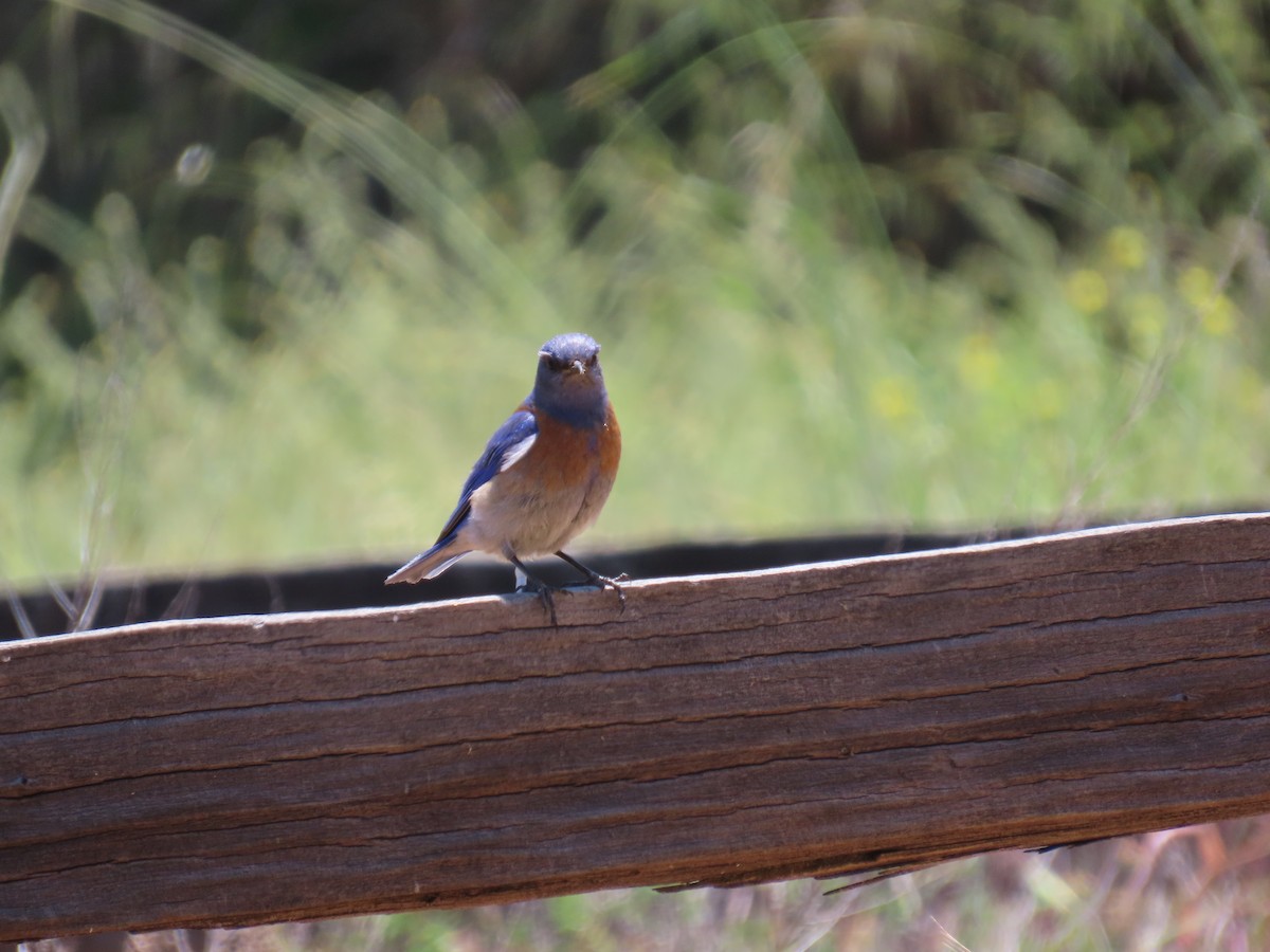 Western Bluebird - Gayle Dangers-Meusel