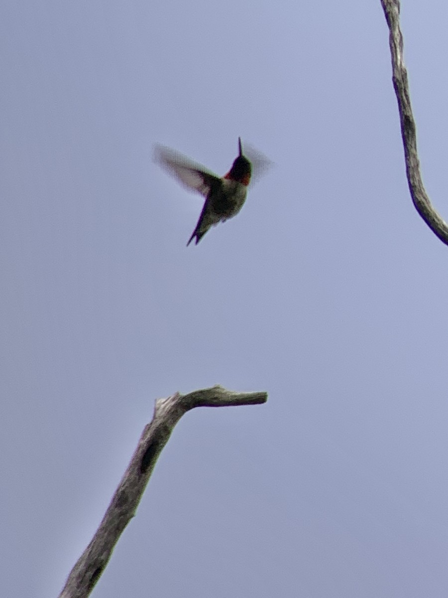 Ruby-throated Hummingbird - ML578459541