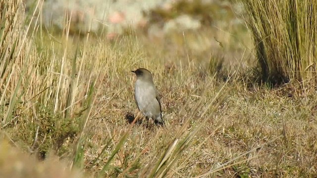 カオグロイワタイランチョウ - ML578459741